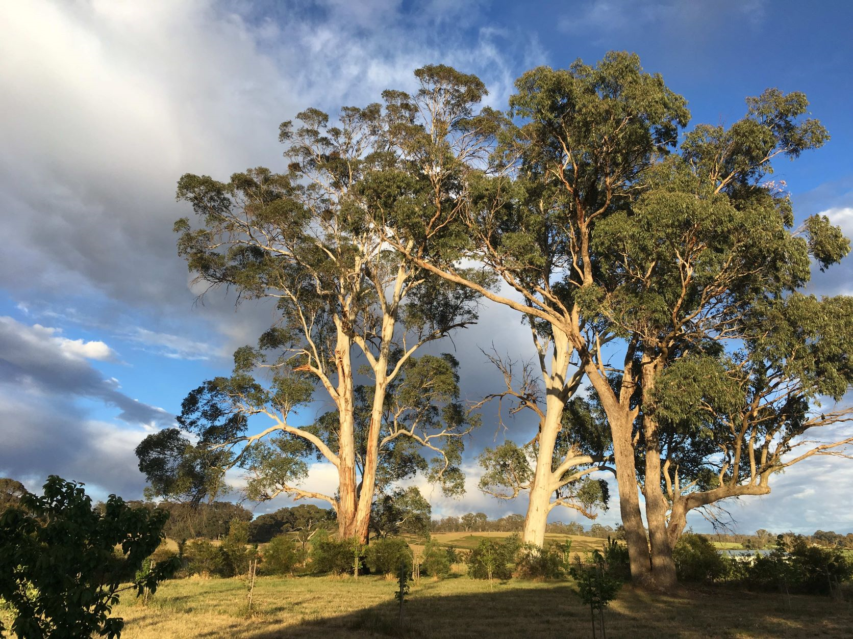 Ancient trees in rear garden